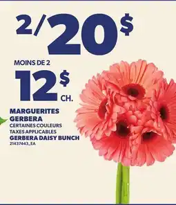 Provigo MARGUERITES GERBERA | GERBERA DAISY BUNCH offer