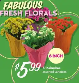 Longo's 6 Kalanchoe offer