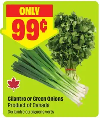FreshCo Cilantro or Green Onions Product of Canada offer