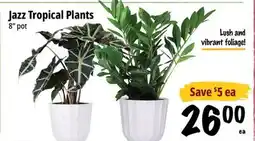 Farm Boy Jazz Tropical Plants offer