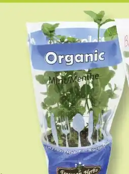 Fortinos ORGANIC HERBS, 4.5 pot offer
