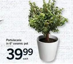 Fortinos PORTULACARIA IN 6 CERAMIC POT offer