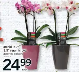 Fortinos ORCHID IN 3.5 CERAMIC POT offer