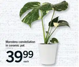 Fortinos MONSTERA CONSTELLATION IN CERAMIC POT offer