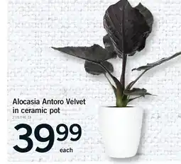 Fortinos ALOCASIA ANTORO VELVET IN CERAMIC POT offer
