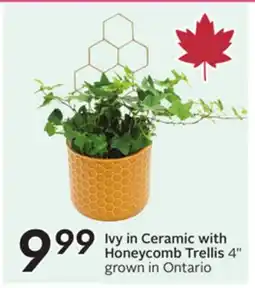 Sobeys Ivy in Ceramic with Honeycomb Trellis offer
