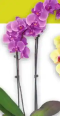 Metro ORCHIDS offer