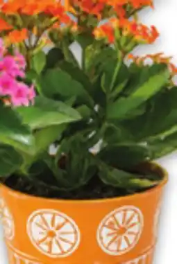 Metro KALANCHOE offer