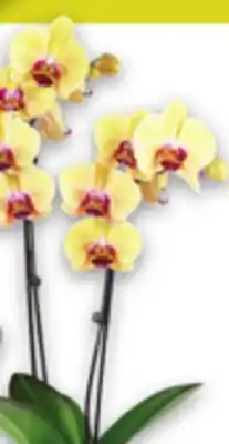 Metro ORCHIDS offer
