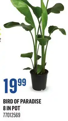 Canac Bird Of Paradise 8in Pot offer