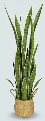 Canac Artificial Sansevieria Plant with Natural Fibre basket offer