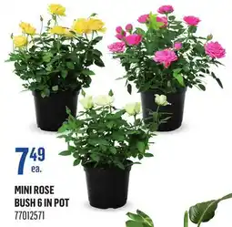 Canac Mini Rose Bush 6in Pot offer