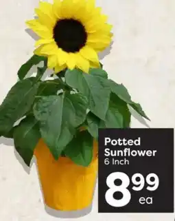 Quality Foods Potted Sunflower offer