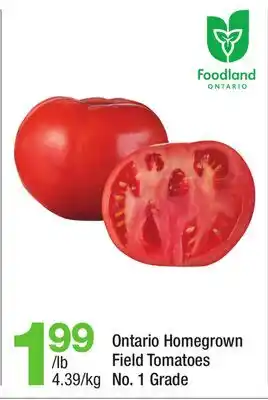 Highland Farms Ontario Homegrown Field Tomatoes offer