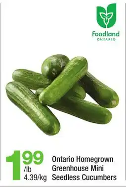 Highland Farms Ontario Homegrown Greenhouse Mini Seedless Cucumbers offer