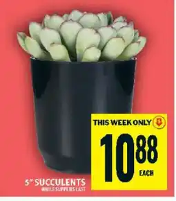 Food Basics 5 Succulents offer