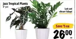 Farm Boy Jazz Tropical Plants 8" pot offer