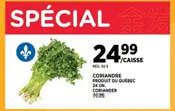 Kim Phat CORIANDER offer