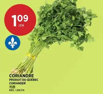 Kim Phat CORIANDER offer