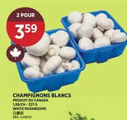 Kim Phat CHAMPIGNONS BLANCS offer