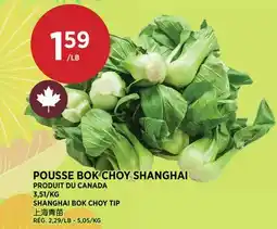 Kim Phat SHANGHAI BOK CHOY TIP offer