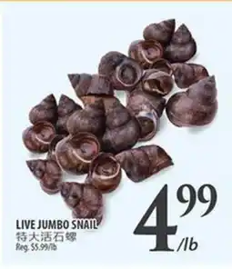Al Premium Food Mart LIVE JUMBO SNAIL offer