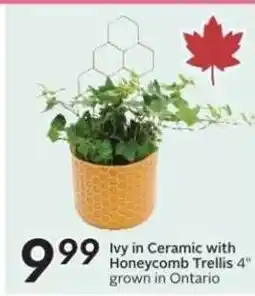 Sobeys Ivy in Ceramic with Honeycomb Trellis 4" offer
