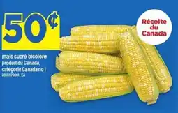 Maxi Maïs sucré bicolore offer