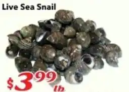 Nations Fresh Foods Live Sea Snail offer