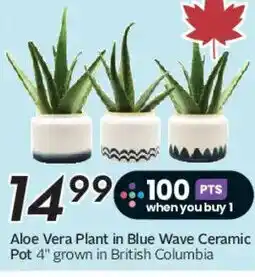 Safeway Aloe Vera Plant in Blue Wave Ceramic Pot offer