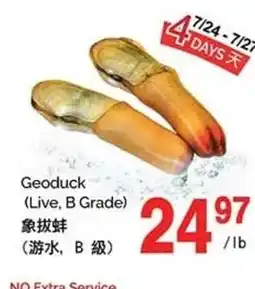 T&T Supermarket Geoduck (Live, B Grade) offer