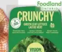 Metro Vision greens lettuces offer