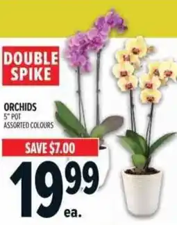 Metro Orchids offer