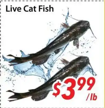 Bestco Food Mart Live Cat Fish offer