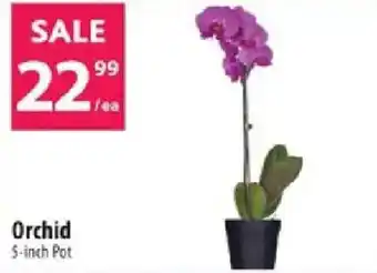 Co-op Orchid offer