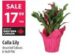 Co-op Calla Lily offer