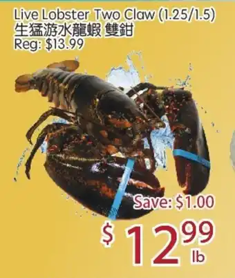 Live Lobster Two Claw