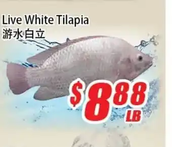 WinCo Food Mart Live White Tilapia offer