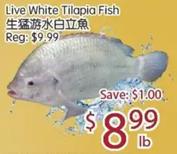 Sunny Food Mart Live White Tilapia Fish offer