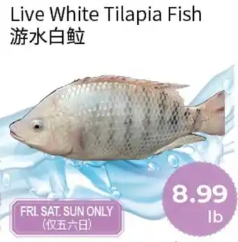 FreshWay Foodmart Live White Tilapia Fish offer