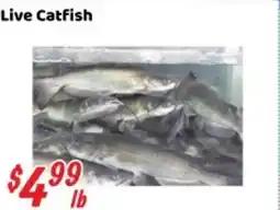 Nations Fresh Foods Live Catfish offer