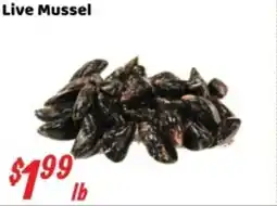 Nations Fresh Foods Live Mussel offer