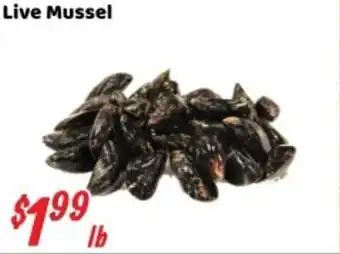 Nations Fresh Foods Live Mussel offer