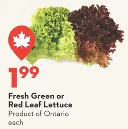 Garden Foods Fresh Green or Red Leaf Lettuce offer