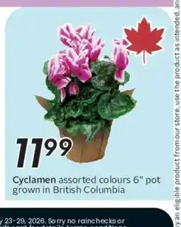 Safeway Cyclamen assorted colours 6" pot grown in British Columbia offer
