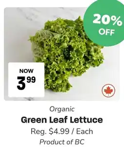 Blush Lane Organics Green Leaf Lettuce offer
