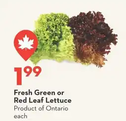 Longo's Fresh Green or Red Leaf Lettuce offer