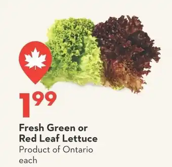 Longo's Fresh Green or Red Leaf Lettuce offer