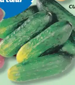 IGA CUCUMBERS FOR MARINATING offer