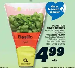 IGA GOURMA FINE HERB PLANT offer